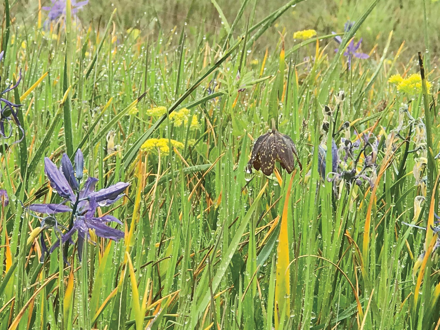 A mid-April view of chocolate lily, blue camas, and other native wildflowers and grasses at Kah Tai Prairie Preserve in Port Townsend. Native Plant Awareness Month is coming up in April, a good time to visit and be inspired for your own meadow garden.